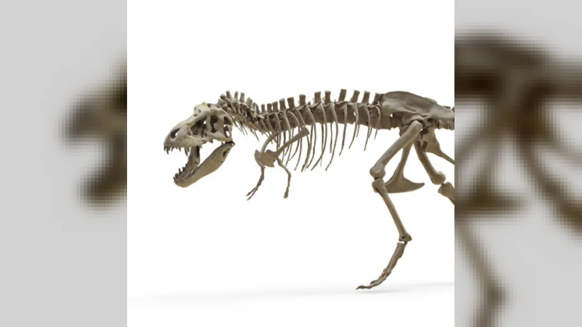 T. rex fosil dişlerinin yakın çekim görüntüsü